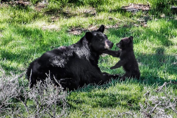 mama bear cubs under house
