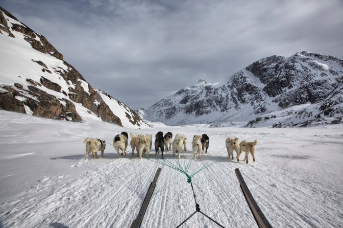 sled dog camera