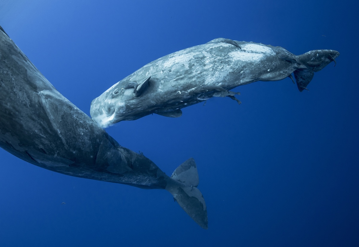 Sperm whales newborn