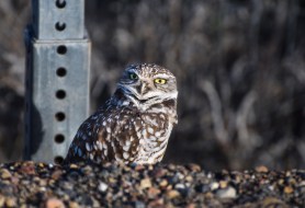 owl road rescue