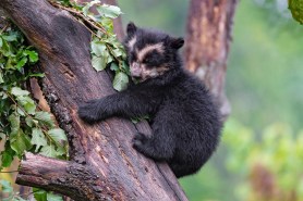 andean bears colombia