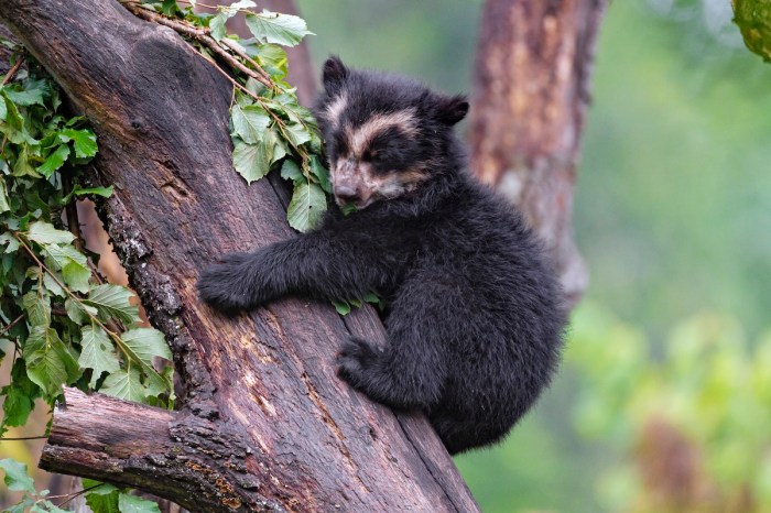andean bears colombia