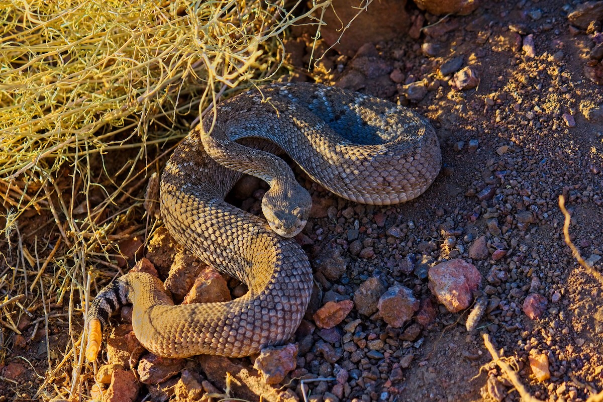 rattlesnake bite california