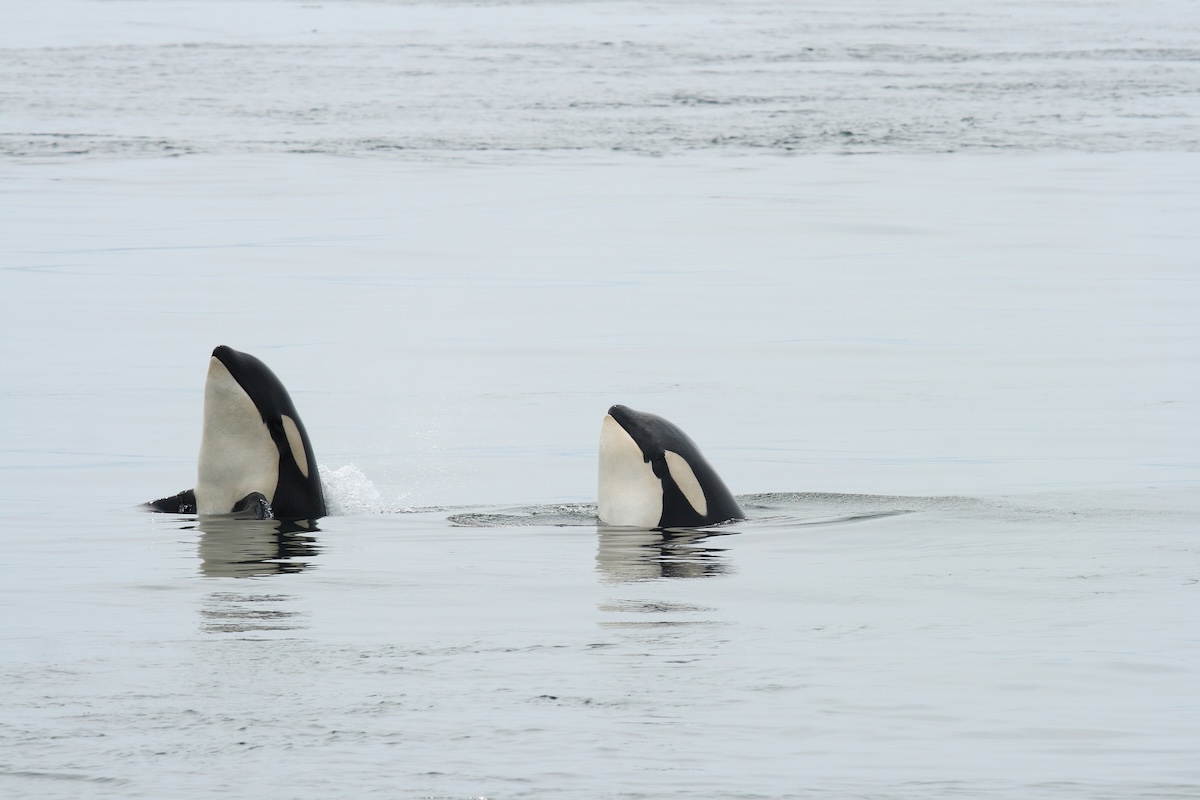 killer whales spy hop