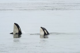killer whales spy hop