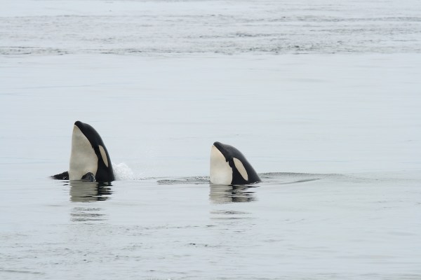 killer whales spy hop
