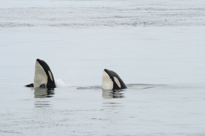 killer whales spy hop