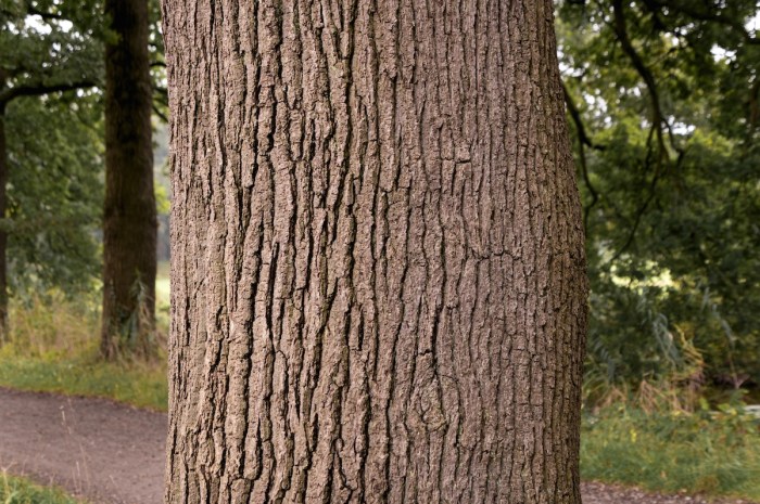 camouflaged animal tree bark
