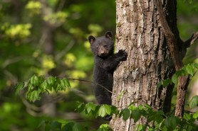 bear cubs orphaned