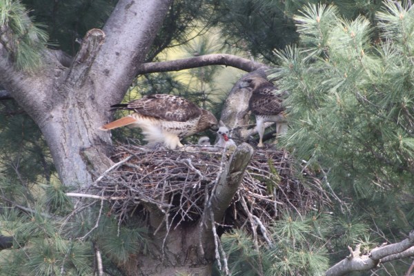 Red-tailed hawk chick hatch