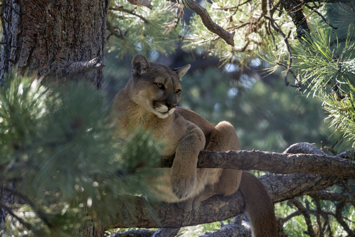 mountain lions tree