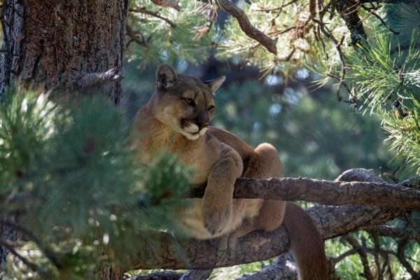mountain lions tree