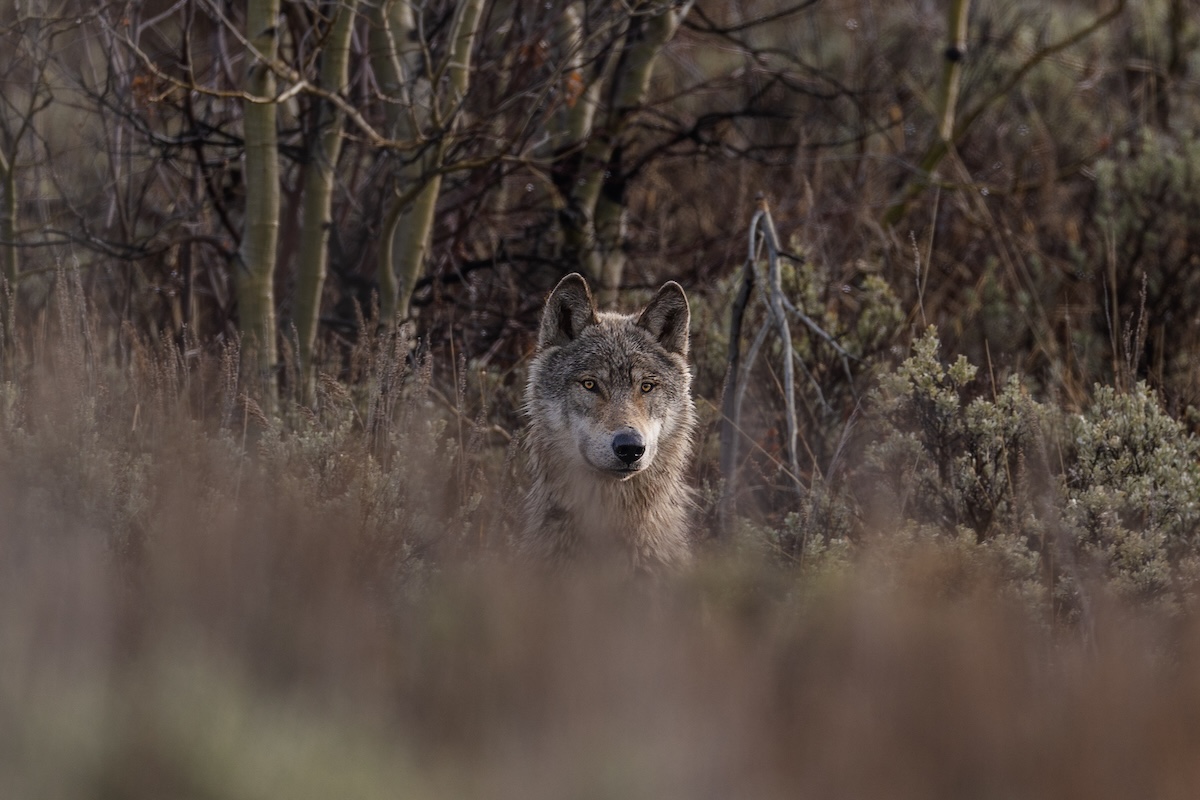 Oregon Man Comes Face to Face With Wolf in Rare Encounter