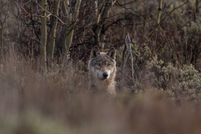 wolf oregon