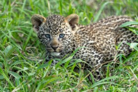 baby leopard tent