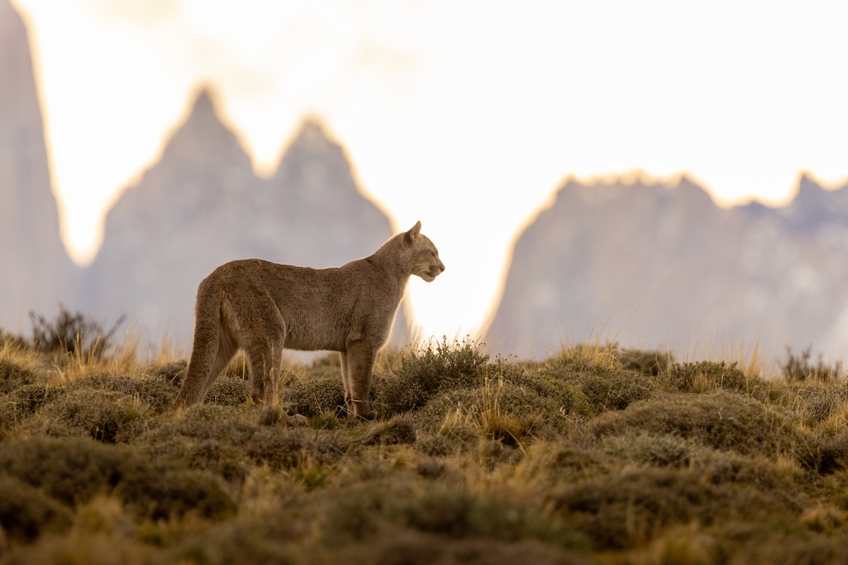Puma campsite torres del paine