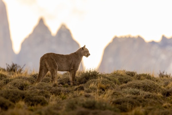 Puma campsite torres del paine
