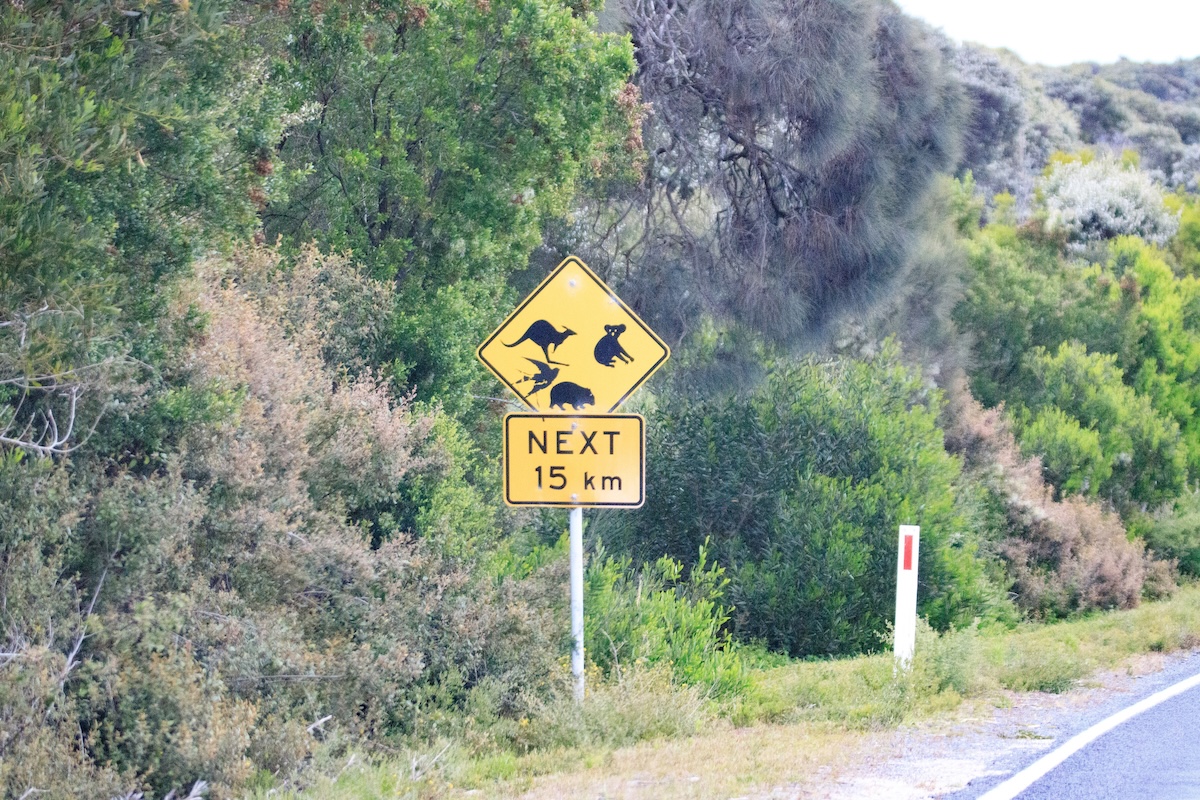 adorable animal traffic jam