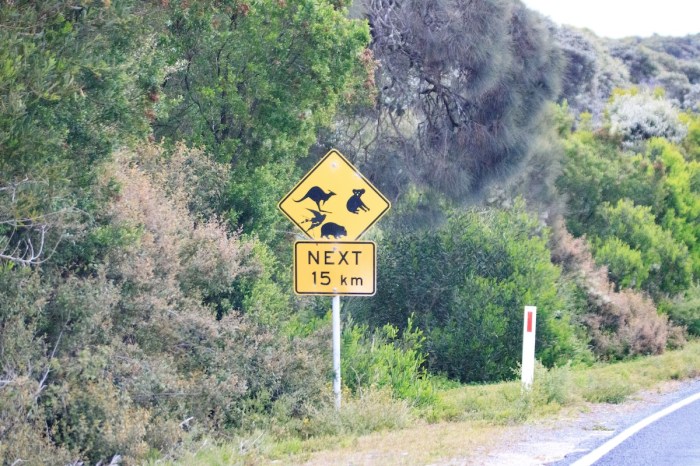 adorable animal traffic jam