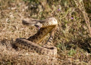 rattlesnake bite