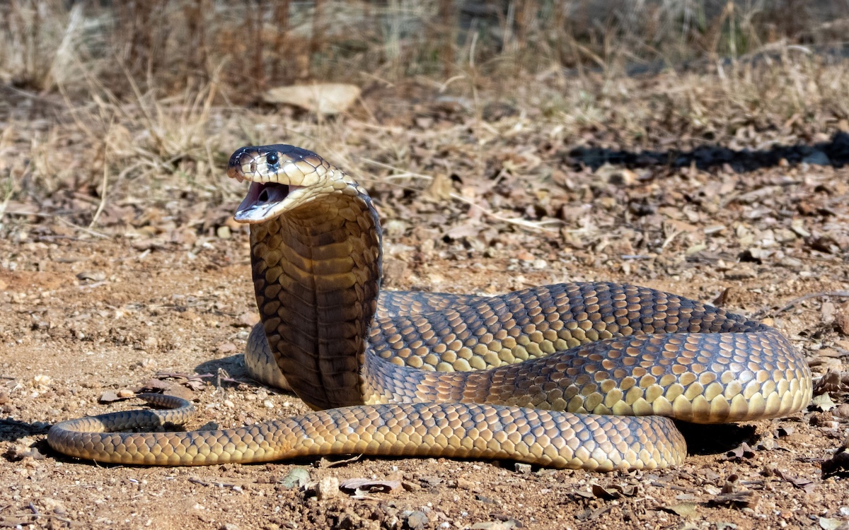 king cobra growl