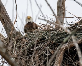 Bald Eagle nest wind
