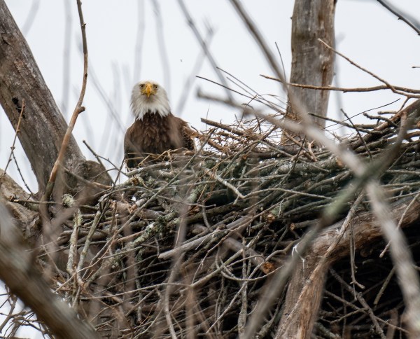 Bald Eagle nest wind