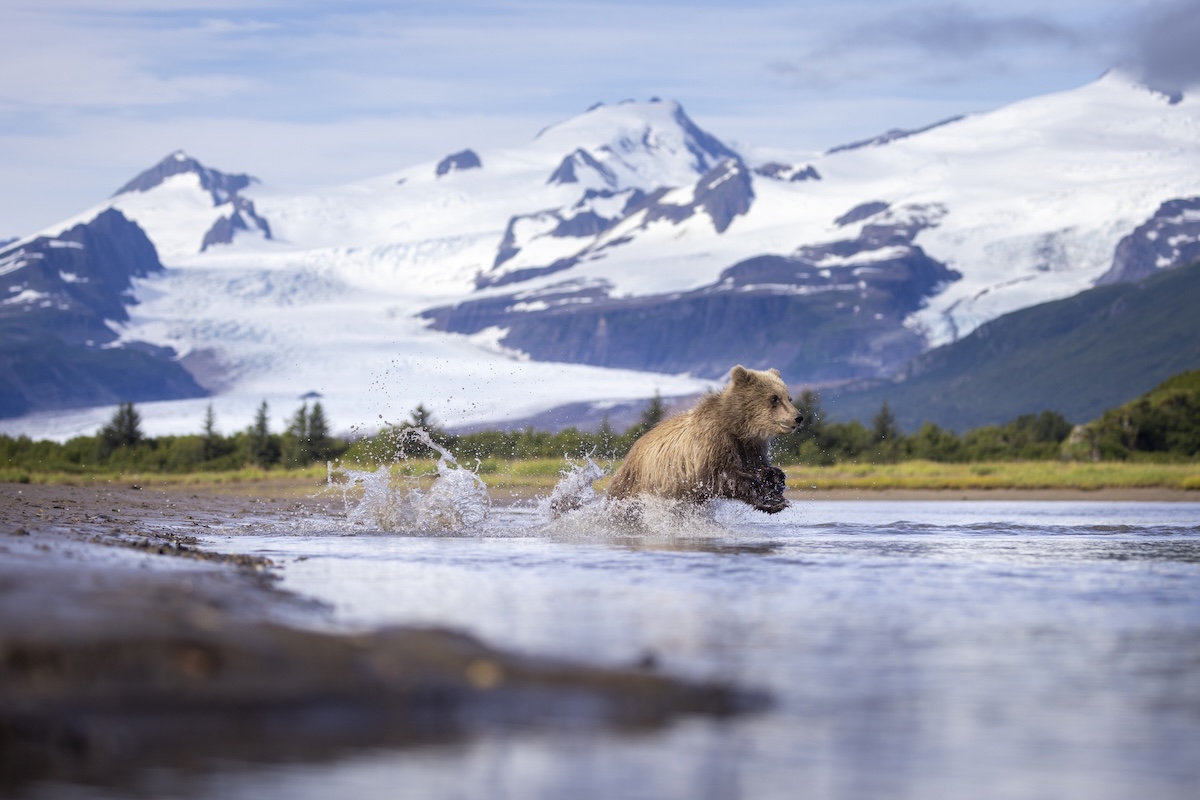brown bears fish