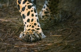 rare jaguar camera trap