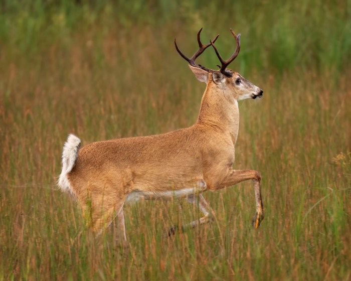 deer bank