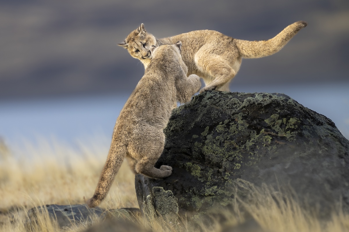 mountain lions sign trail cam