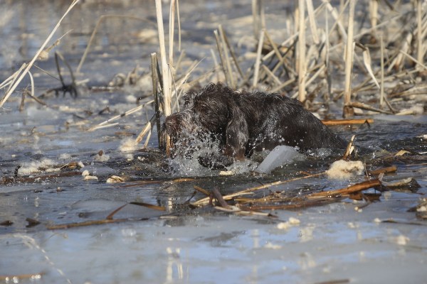 kayaker dog pond