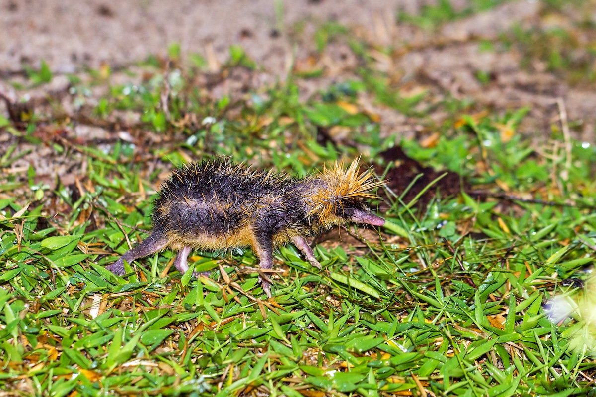 lowland streaked tenrec