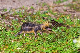 lowland streaked tenrec