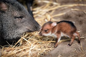 baby javelina