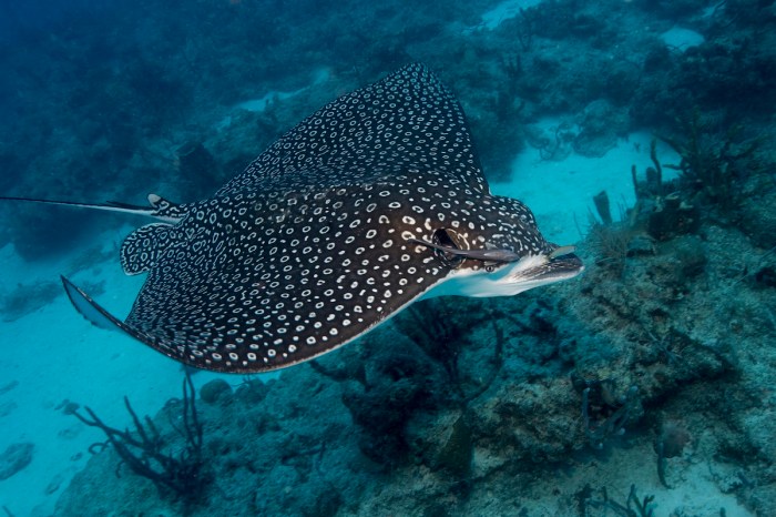 stingray sting man rescue