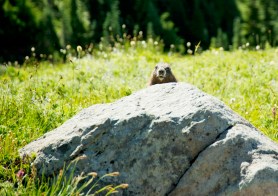marmot scream