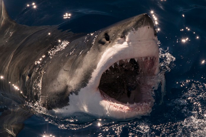 rescue great white shark