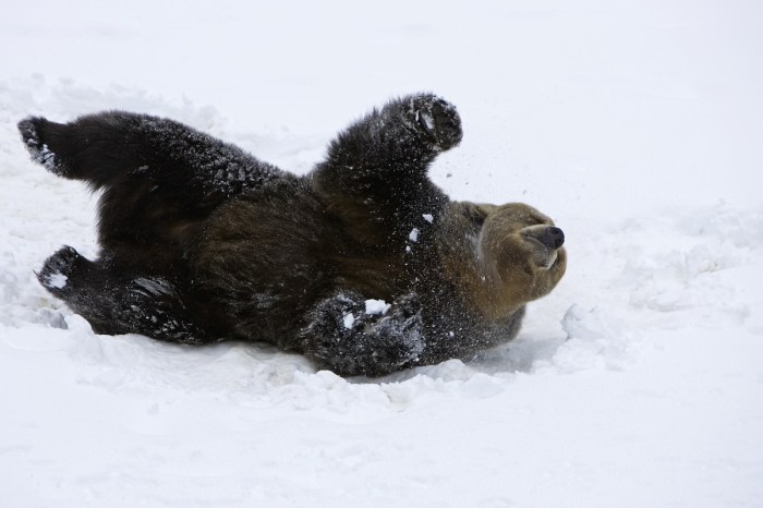 bear drone