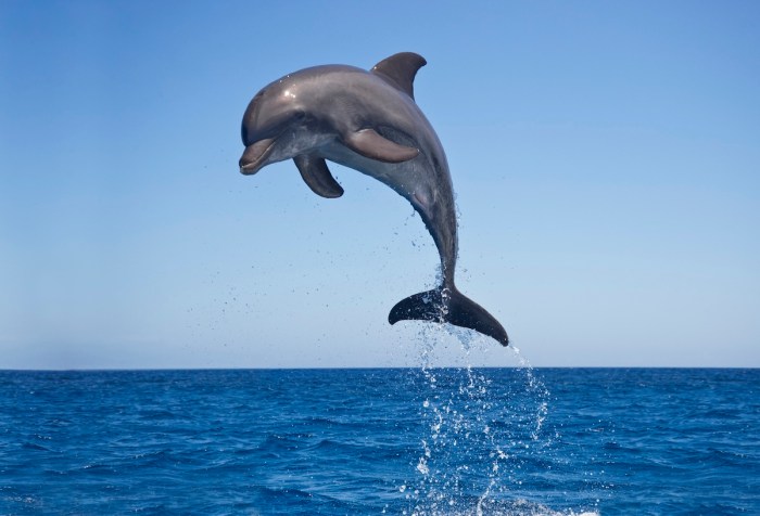 dolphin boaters