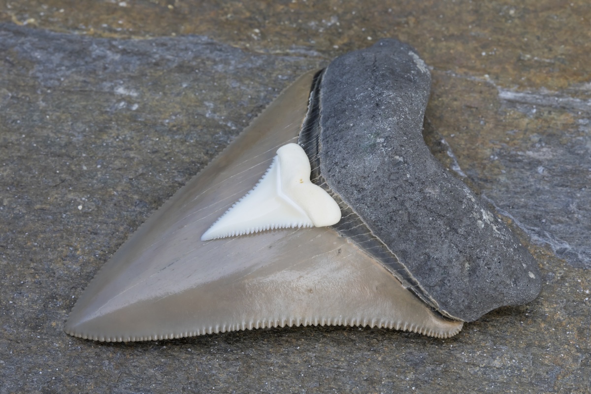 boy shark tooth