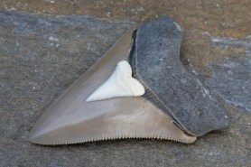 boy shark tooth