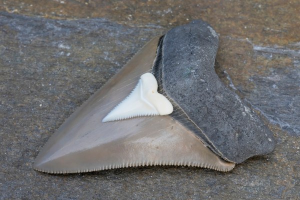 boy shark tooth