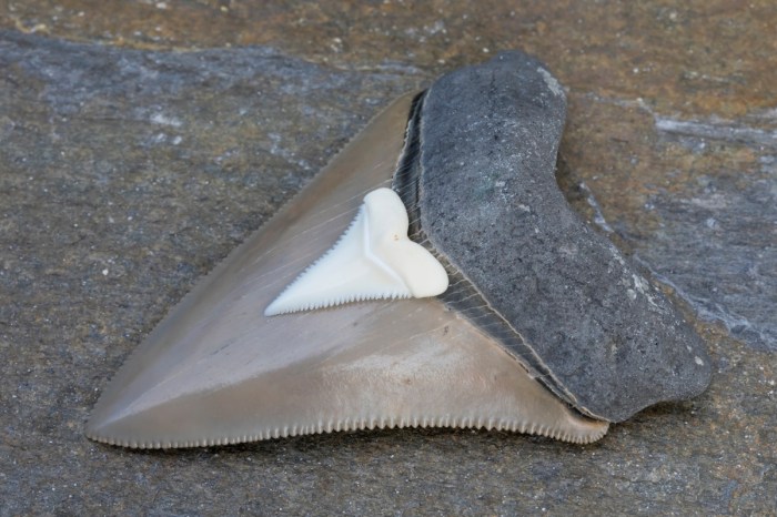 boy shark tooth