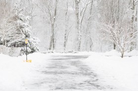 animal family driveway
