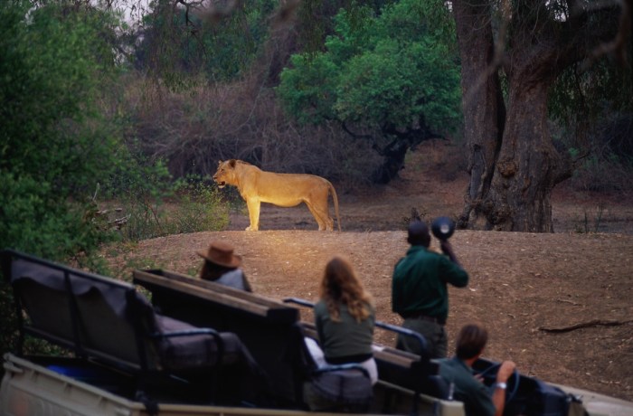 lion botswana