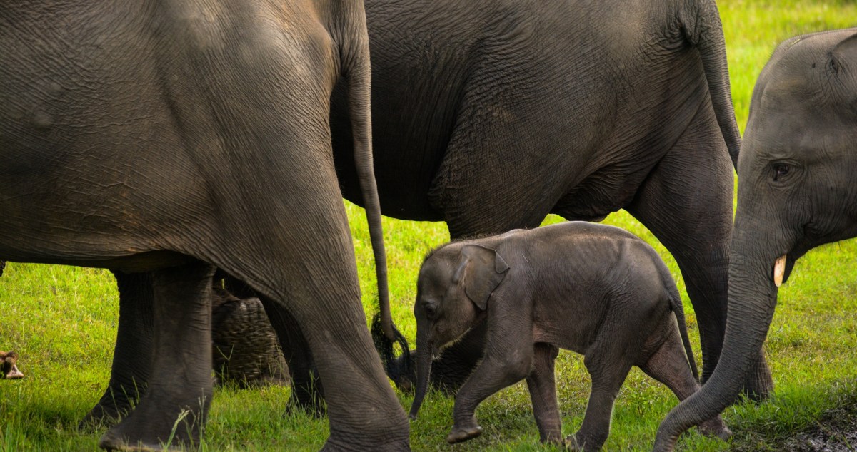 Incredible Footage Shows An Entire Elephant Family Working Together To Save A Baby Stuck In The Mud