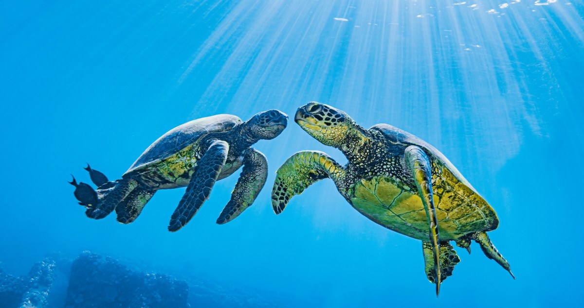 Marine Biologists Strap A Camera To A Sea Turtle And Learn Some Surprising Things