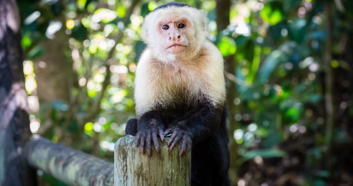 Missouri Homeowner Finds A Monkey Trespassing In Their Garage