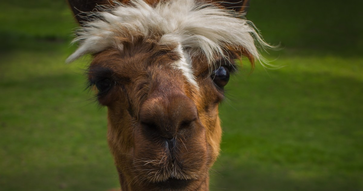 Orphaned Baby Alpaca Forms Adorable Friendship With Goats
